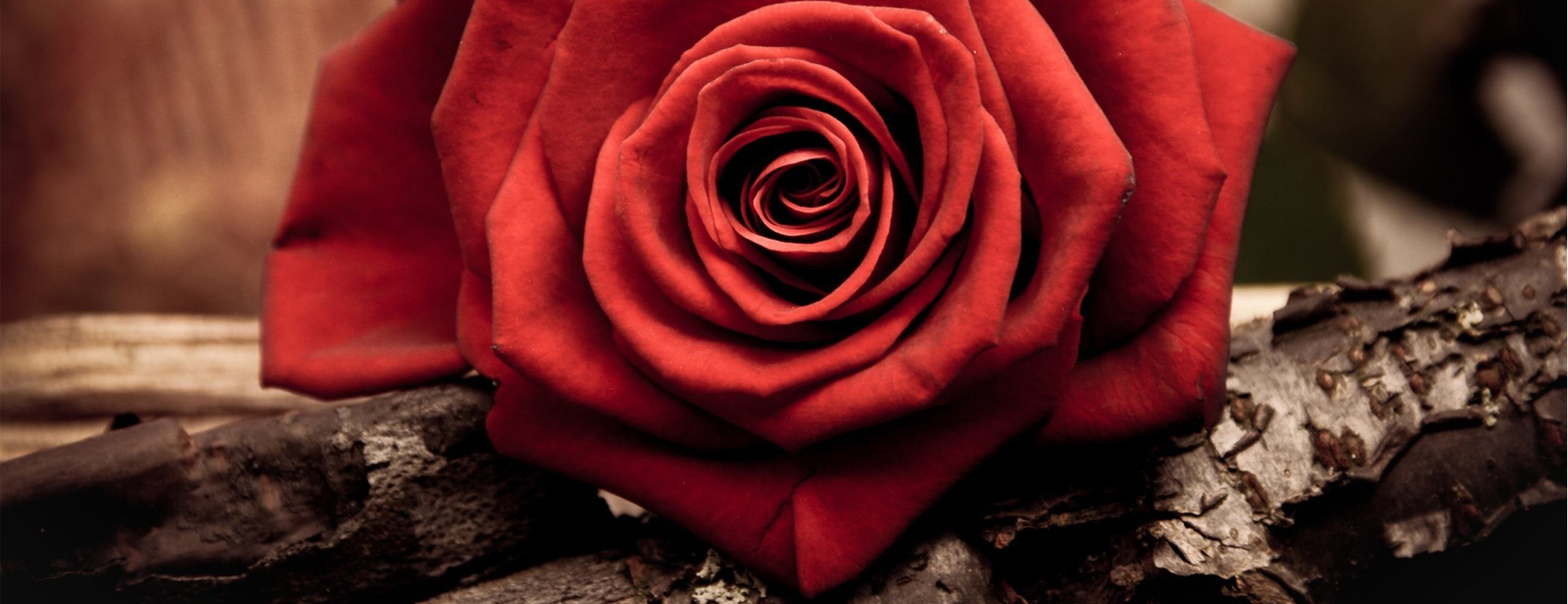 七夕—情人樂場