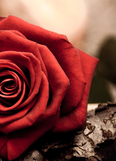 七夕—情人樂場(chǎng)